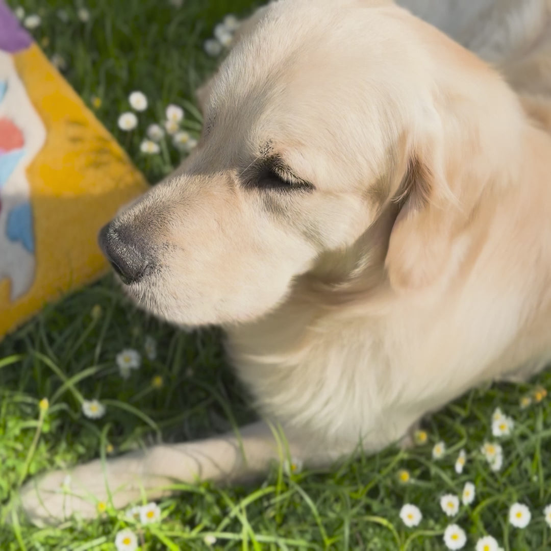 Tappeto "Golden Retriever Art" in 100% Lana - Tufting Gun